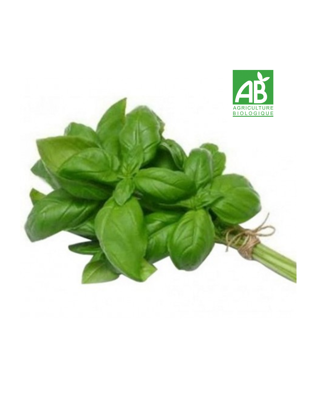 Basilic Bio le bouquet