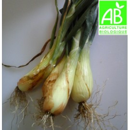 Oignons de Trébons Bio (botte de 4)