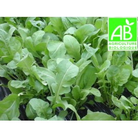 Roquette Bio (150 g) 