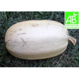 Courge spaghetti Bio (environ 1kg)