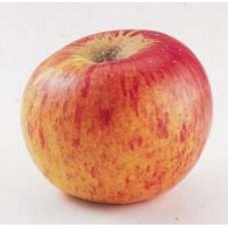 Pomme reine des reinettes (1 kg)