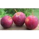 Pomme Querina (1 kg)