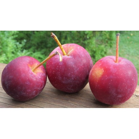 Pomme Querina (1 kg)
