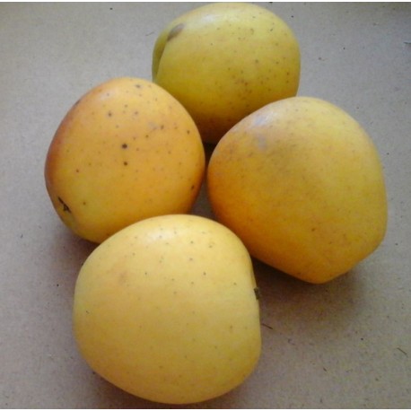 Pomme Golden (1 kg)