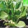 Blette Bio (500g)