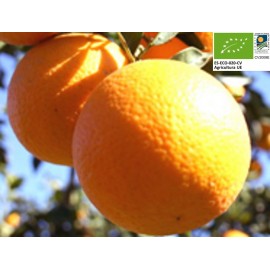 Oranges Bio (1 kg)