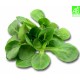 Mache Bio (150g)