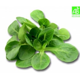 Mache Bio (150g)