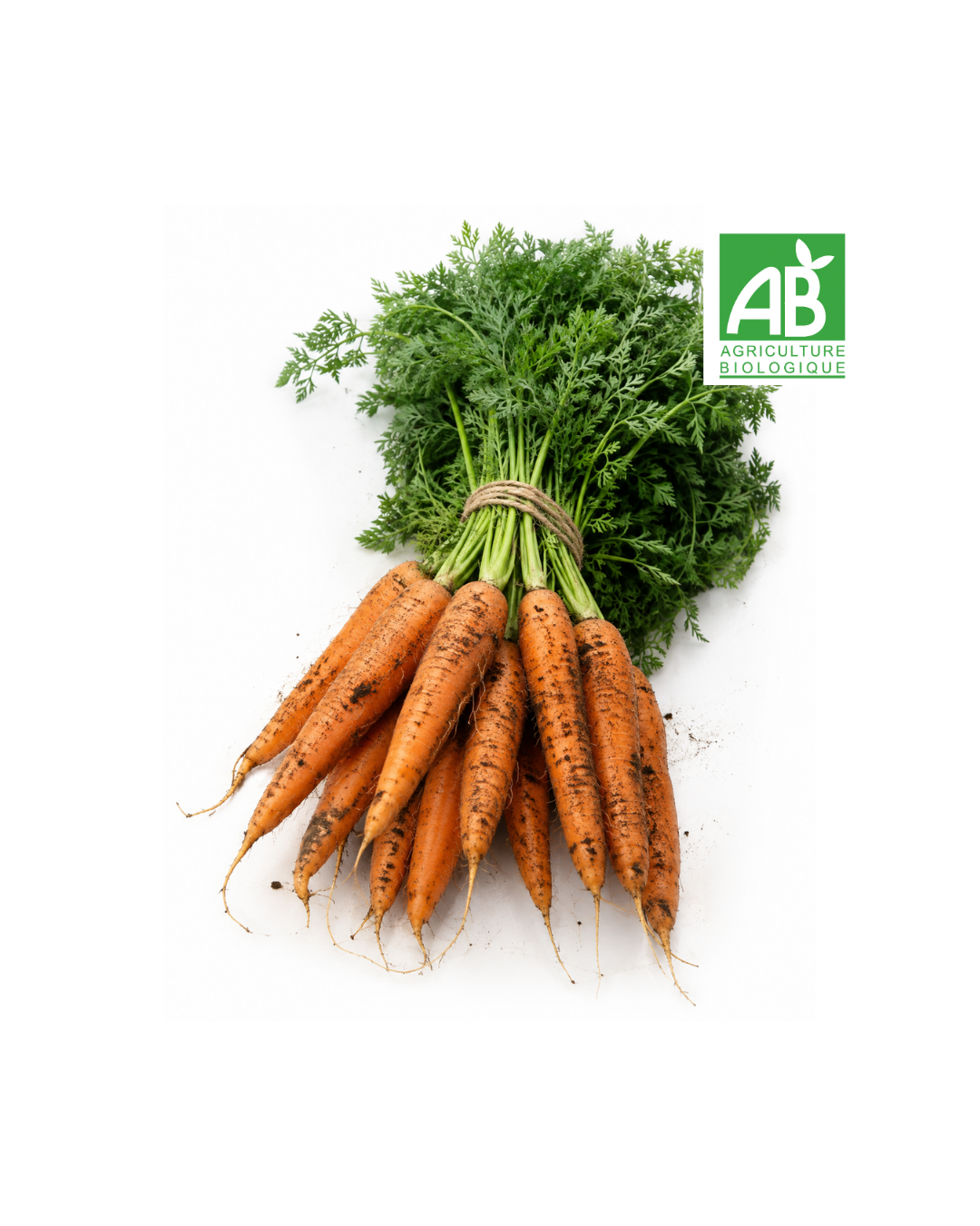 Carottes Bio (la botte)