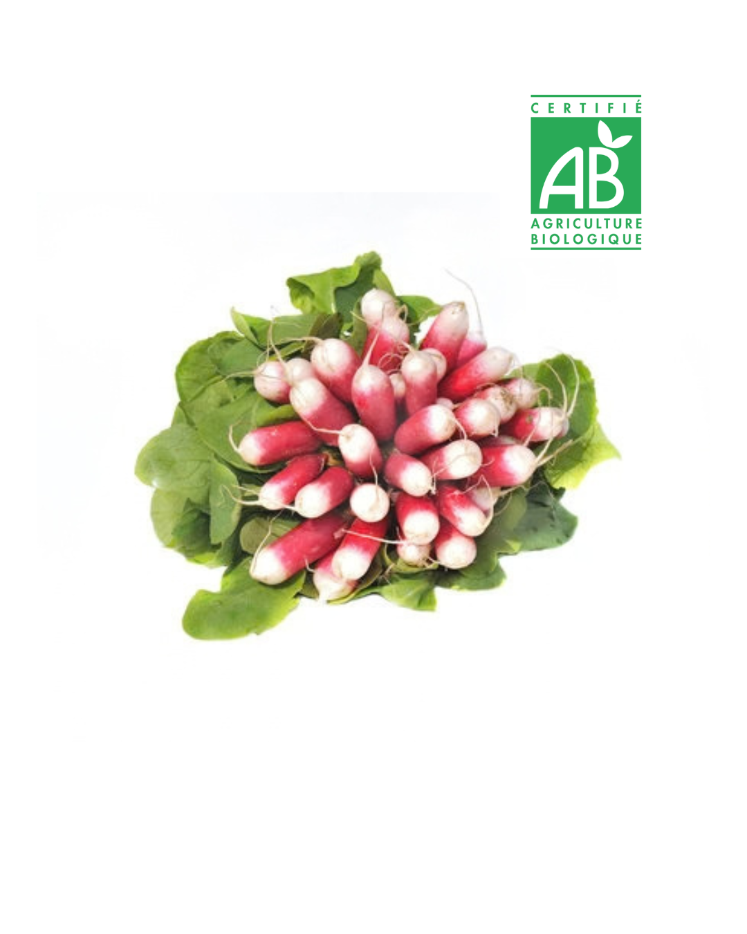 Radis bio (la botte)