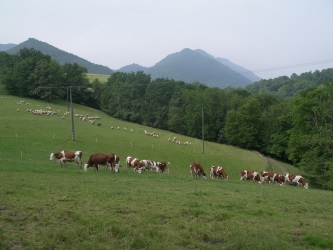 Fromage vache Béarn Ossau Louvie Juzon