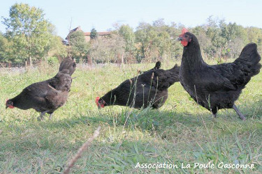 poulet et poulette à rôtir