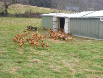 ferme vives pintade et poulet fermiers